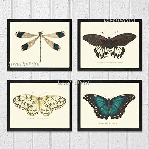 Butterfly Print Set of 4 Prints Antique Art Beautiful Colored Colorful Natural Science Summer Garden Nature Home Room Wall Decor Unframed NODD