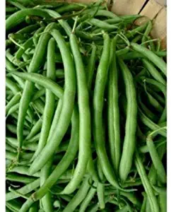 David's Garden Seeds Bean Bush Burpee's Stringless SL4920 (Green) 100 Non-GMO, Heirloom Seeds