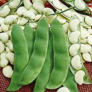 David's Garden Seeds Bean Lima Henderson SL4504 (Green) 50 Non-GMO, Heirloom Seeds