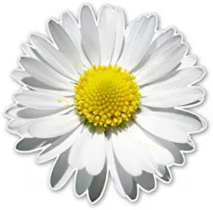 AK Wall Art Daisy Flower Vinyl Sticker - Car Window Bumper Laptop - Select Size