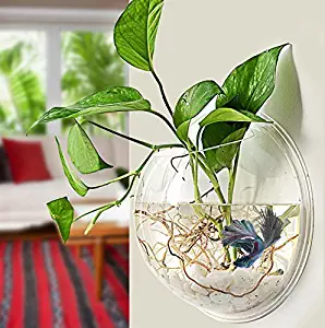 PRUGNA Wall-Hanging Fish Bowl Acrylic Wall-Mounted Plant Pot 1 Gallon Fish Tank 11.5-inches Decoration Planter